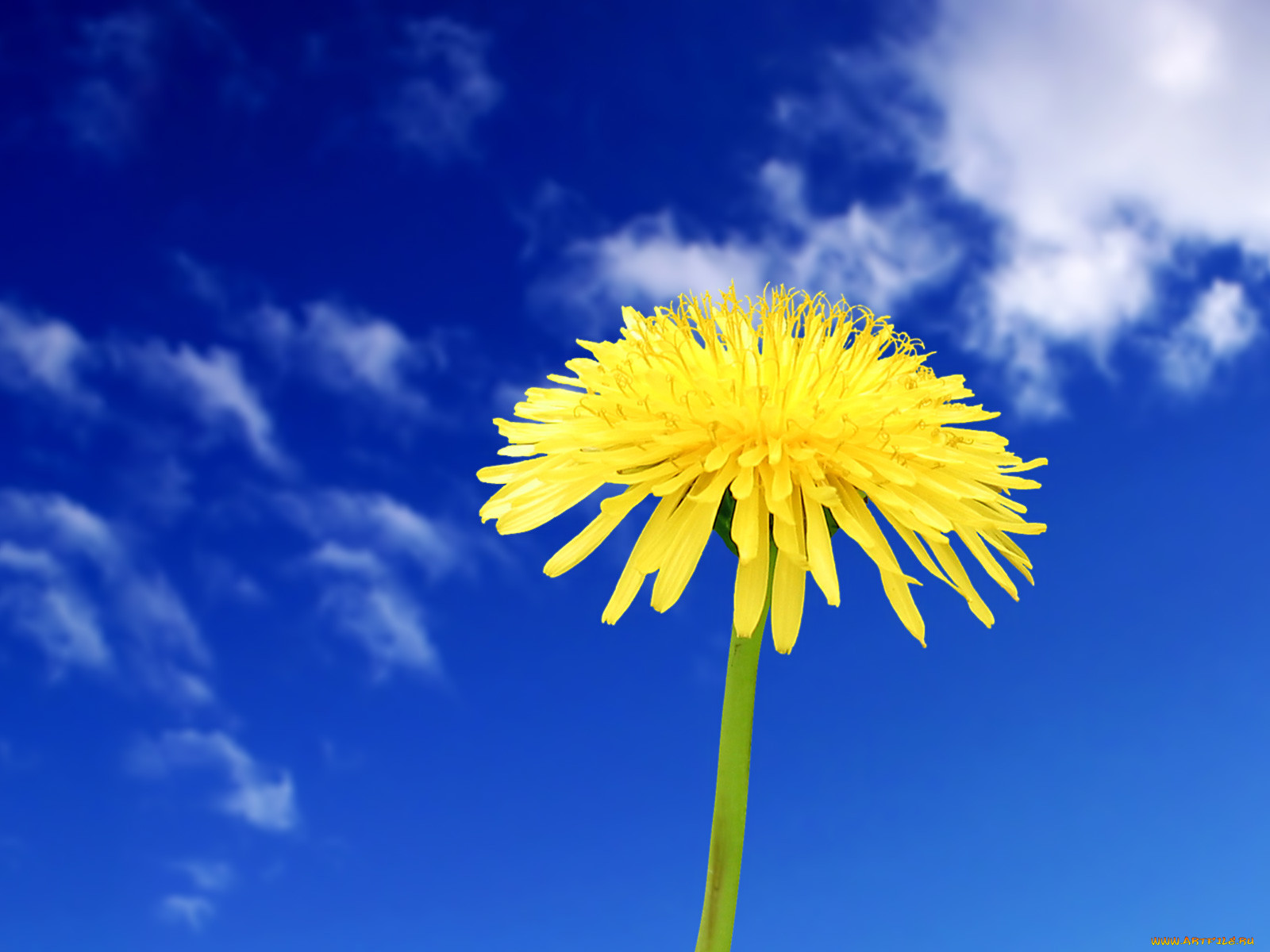 yellow, , 